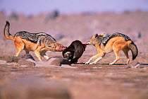 Black backed jackals {Canis mesomelas} fight over Fur seal pup, Cape Cross, Namibia