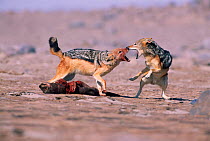 Black backed jackals {Canis mesomelas} fight over Fur seal pup, Cape Cross, Namibia