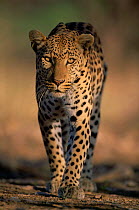 Leopard walking, portrait {Panthera pardus} Kruger National Park, South Africa