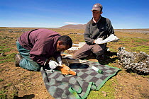 Tagging Simien jackal {Canis simensis} Bale Mountains NP, Ethiopia, 2004 Ethiopian Wolf Conservation Project