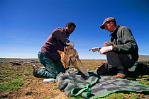 Tagging Simien jackal {Canis simensis} Bale Mts NP, Ethiopia, 2004 Ethiopian Wolf Conservation Project