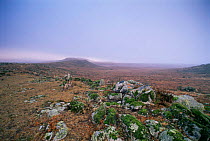 Bale Mountains National Park, Ethiopia. Simien jackal / Ethiopian wolf habitat