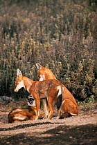 Simien jackals, one submissive {Canis simensis} Bale Mts, Ethiopia, 2004
