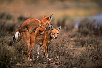 Simien jackals mating {Canis simensis} Bale Mts NP, Ethiopia, 2004