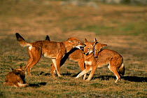 Simien jackals dominance play behaviour {Canis simensis} Bale Mts NP, Ethiopia, 2004