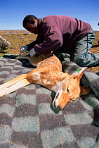 Taking hair sample from Simien jackal {Canis simensis} Bale Mts NP, Ethiopia, 2004 Ethiopian Wolf Conservation Project