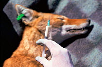 Anti-rabies vaccination of Simien jackal {Canis simensis} Bale Mts NP, Ethiopia, 2004 Ethiopian Wolf Conservation Project