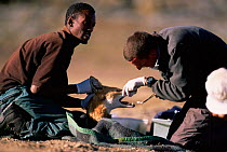 Taking saliva sample from Simien jackal {Canis simensis} Bale Mts NP, Ethiopia, 2004