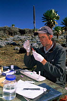 Checking samples from Simien jackal {Canis simensis} Bale Mts NP, Ethiopia, 2004 Ethiopian Wolf Conservation Project