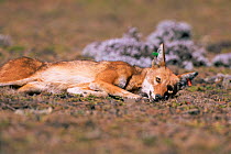 Tranquillised Simien jackal waking up {Canis simensis} Bale Mts NP, Ethiopia, 2004 Ethiopian Wolf Conservation Project