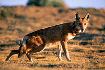 Tranquillised Simien jackal waking up {Canis simensis} Bale Mts NP, Ethiopia, 2004