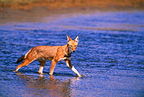 Simien jackal crossing river {Canis simensis} Bale Mts NP, Ethiopia, 2004
