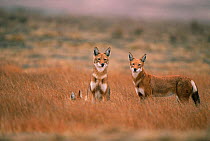 Simien jackals in rain {Canis simensis} Bale Mts NP, Ethiopia, 2004