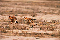 Simien jackal chasing another for mouse prey {Canis simensis} Bale Mts NP, Ethiopia, South Africa
