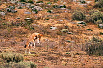 Simien jackal hunting mouse prey by pouncing {Canis simensis} Bale Mts NP, Ethiopia, South Africa