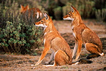 Two Simien jackals sitting {Canis simensis} Bale Mts NP, Ethiopia, 2004 Ethiopian wolf