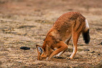 Simien jackal digging for mouse prey {Canis simensis} Bale Mts NP, Ethiopia, 2004
