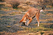 Simien jackal digging for mouse prey {Canis simensis} Bale Mts NP, Ethiopia, 2005