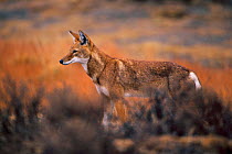 Simien jackal portrait {Canis simensis} Bale Mts NP, Ethiopia, 2004 Ethiopian wolf