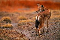 Simien jackal {Canis simensis} Bale Mts NP, Ethiopia, 2004 Ethiopian wolf