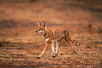Simien jackal running {Canis simensis} Bale Mts NP, Ethiopia, 2004 Ethiopian wolf