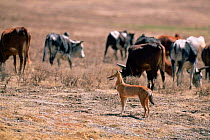 Simien jackal {Canis simensis} with cattle, Bale Mts NP, Ethiopia, 2004 Ethiopian wolf