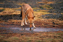 Simien jackal drinking from rain puddle {Canis simensis} Bale Mts NP, Ethiopia, 2004