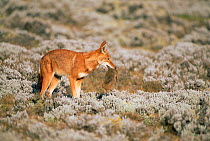 Simien jackal {Canis simensis} with Great mole rat prey, Bale Mts NP, Ethiopia,