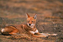 Simien jackal {Canis simensis} resting, Bale Mts NP, Ethiopia, 2004 Ethiopian wolf