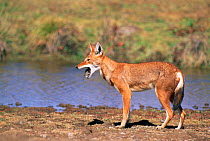 Simien jackal swallowing mouse prey {Canis simensis} Bale Mts NP, Ethiopia, 2004