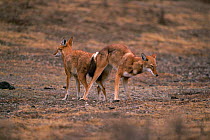 Simien jackals post-coitus, joined together {Canis simensis} Bale Mts NP, Ethiopia, 2004