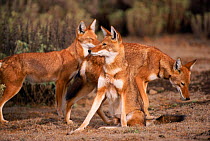 Simien jackal group interacting {Canis simensis} Bale Mts NP, Ethiopia, 2004 Ethiopian wolf
