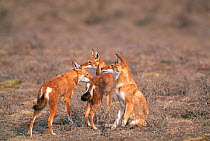 Simien jackal group interacting {Canis simensis} Bale Mts NP, Ethiopia, 2004 Ethiopian wolf