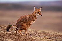 Simien jackal marking territory with defecation {Canis simensis} Bale Mts NP, Ethiopia, 2004