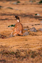 Simien jackal marks territory by rubbing scent glands, Bale Mts NP, Ethiopia, 2004 {Canis