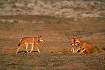 Dominant male Simien jackal approaches group, Bale Mts NP, Ethiopia, 2004 {Canis simensis}