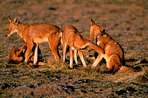 Simien jackal group interacting {Canis simensis} Bale Mts NP, Ethiopia, 2004
