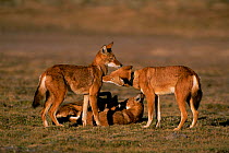 Simien jackal group interacting {Canis simensis} Bale Mts NP, Ethiopia, 2004