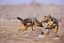 Black backed jackals fighting {Canis mesomelas} Skeleton Coast, Namibia