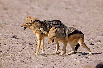 Black backed jackal, submission {Canis mesomelas} Skeleton Coast, Namibia