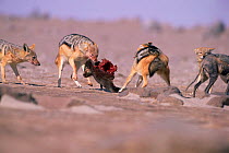 Black backed jackals eating fur seal pup {Canis mesomelas} Skeleton Coast, Namibia