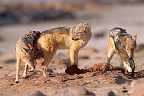 Black backed jackals eating fur seal pup {Canis mesomelas} Skeleton Coast, Namibia