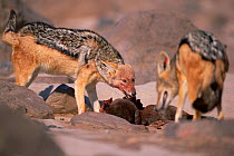 Black backed jackal female approaches dominant male for food, Skeleton Coast, Namibia {Canis mesomelas}