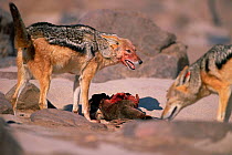 Black backed jackal female begs food from dominant male, Skeleton Coast, Namibia {Canis mesomelas}