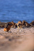 Black backed jackal female begs food from dominant male, Skeleton Coast, Namibia {Canis mesomelas}
