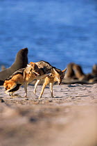 Black backed jackal female begs for food from dominant male, Skeleton Coast, Namibia {Canis mesomelas}