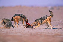 Black backed jackals feed on fur seal pup {Canis mesomelas} Skeleton Coast, Namibia