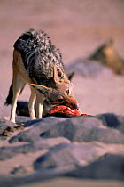 Black backed jackal feeds on fur seal pup {Canis mesomelas} Skeleton Coast, Namibia