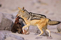 Black backed jackal feeds on fu rseal pup {Canis mesomelas} Skeleton Coast, Namibia