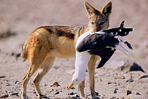 Black backed jackal {Canis mesomelas} with Dominican gull, Skeleton Coast, Namibia